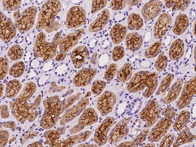 PDZK1 Antibody - Immunochemical staining of human PDZK1 in human kidney with rabbit polyclonal antibody at 1:100 dilution, formalin-fixed paraffin embedded sections.