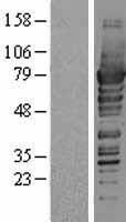 PDZK1 Protein - Western validation with an anti-DDK antibody * L: Control HEK293 lysate R: Over-expression lysate