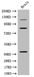 PDZRN3 Antibody - Positive WB detected in:Mouse brain tissue;All lanes: PDZRN3 antibody at 3ug/ml;Secondary;Goat polyclonal to rabbit IgG at 1/50000 dilution;Predicted band size: 120,39,81 kDa;Observed band size: 120,81,39 kDa;