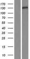 PDZRN3 Protein - Western validation with an anti-DDK antibody * L: Control HEK293 lysate R: Over-expression lysate