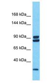 PDZRN4 Antibody - PDZRN4 antibody Western Blot of 786-0. Antibody dilution: 1 ug/ml.  This image was taken for the unconjugated form of this product. Other forms have not been tested.