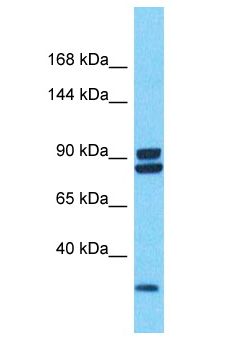 PDZRN4 Antibody - PDZRN4 antibody Western Blot of 786-0. Antibody dilution: 1 ug/ml.  This image was taken for the unconjugated form of this product. Other forms have not been tested.
