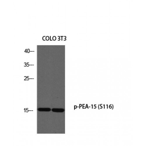 PEA15 / PEA-15 Antibody - Western blot of Phospho-PEA-15 (S116) antibody