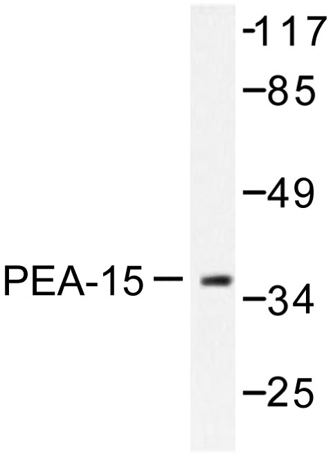 PEA15 / PEA-15 Antibody - Western blot of PEA-15 (D110) pAb in extracts from Jurkat cells treated with PMA 125ng/ml 30'.