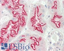 PEA15 / PEA-15 Antibody - Anti-PEA15 / PEA-15 antibody IHC staining of human kidney. Immunohistochemistry of formalin-fixed, paraffin-embedded tissue after heat-induced antigen retrieval. Antibody concentration 10 ug/ml.  This image was taken for the unconjugated form of this product. Other forms have not been tested.