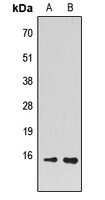 PEA15 / PEA-15 Antibody - Western blot analysis of PEA15 expression in HEK293T (A); NIH3T3 (B) whole cell lysates.