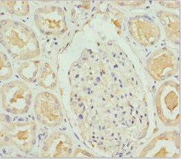 PEA15 / PEA-15 Antibody - Immunohistochemistry of paraffin-embedded human kidney tissue at dilution 1:100