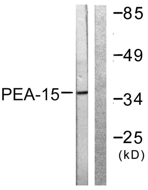 PEA15 / PEA-15 Antibody - Western blot analysis of extracts from Jurkat cells, treated with PMA (125ng/ml, 30mins), using PEA-15 (Ab-116) antibody.