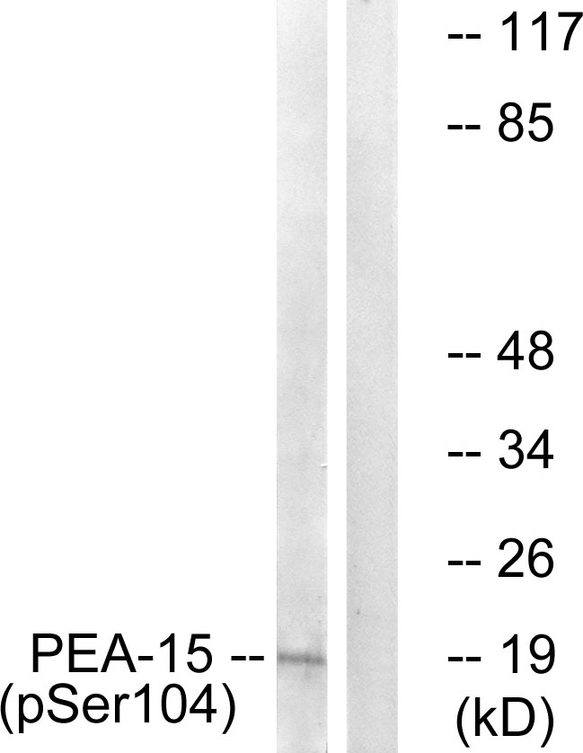 PEA15 / PEA-15 Antibody - Western blot analysis of lysates from COS7 cells treated with TNF 20ng/ml 5', using PEA-15 (Phospho-Ser104) Antibody. The lane on the right is blocked with the phospho peptide.