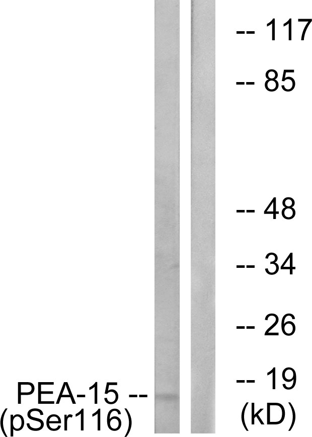 PEA15 / PEA-15 Antibody - Western blot analysis of lysates from COS7 cells treated with INSULIN 0.01U/ML 15', using PEA-15 (Phospho-Ser116) Antibody. The lane on the right is blocked with the phospho peptide.