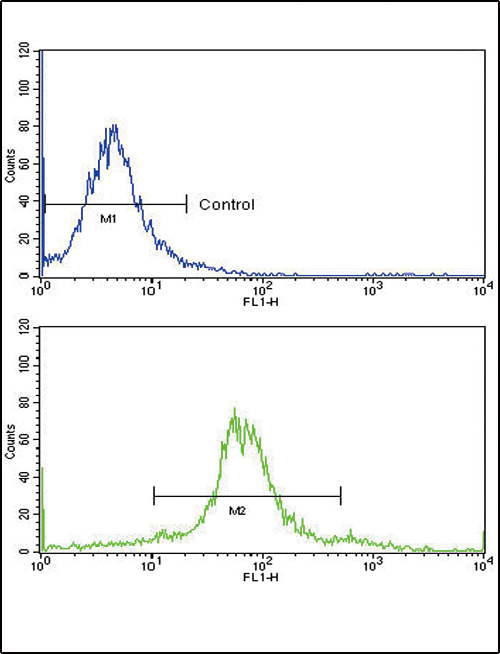 PEA3 / ETV4 Antibody - Flow cytometric of widr cells using ETV4 Antibody (bottom histogram) compared to a negative control cell (top histogram)FITC-conjugated goat-anti-rabbit secondary antibodies were used for the analysis.