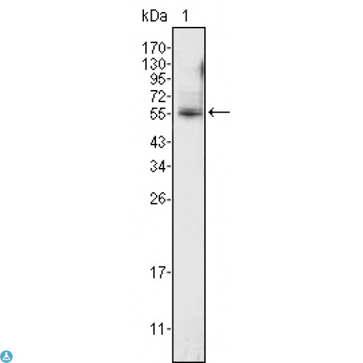 PEA3 / ETV4 Antibody - Western Blot (WB) analysis using PEA3 Monoclonal Antibody against K562 cell lysate (1).