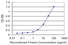 PEAK1 / SGK269 Antibody - Detection limit for recombinant GST tagged IFNA13 is 0.3 ng/ml as a capture antibody.