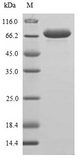 Allergen Ara h 1 Protein - (Tris-Glycine gel) Discontinuous SDS-PAGE (reduced) with 5% enrichment gel and 15% separation gel.