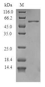Allergen Ara h 1 Protein - (Tris-Glycine gel) Discontinuous SDS-PAGE (reduced) with 5% enrichment gel and 15% separation gel.