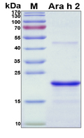 Ara h 2 Protein - SDS-PAGE under reducing conditions and visualized by Coomassie blue staining