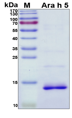 Ara h 5 Protein - SDS-PAGE under reducing conditions and visualized by Coomassie blue staining