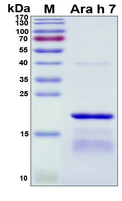 Ara h 7 Protein - SDS-PAGE under reducing conditions and visualized by Coomassie blue staining