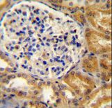 PEAR1 Antibody - PEAR1 antibody immunohistochemistry of formalin-fixed and paraffin-embedded human kidney tissue followed by peroxidase-conjugated secondary antibody and DAB staining.