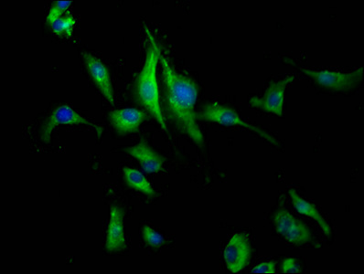 PEAR1 Antibody - Immunofluorescence staining of U251 cells at a dilution of 1:133, counter-stained with DAPI. The cells were fixed in 4% formaldehyde, permeabilized using 0.2% Triton X-100 and blocked in 10% normal Goat Serum. The cells were then incubated with the antibody overnight at 4 °C.The secondary antibody was Alexa Fluor 488-congugated AffiniPure Goat Anti-Rabbit IgG (H+L) .