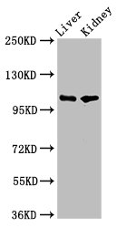 PEAR1 Antibody - Positive Western Blot detected in Rat liver tissue, Mouse kidney tissue. All lanes: PEAR1 antibody at 5.2 µg/ml Secondary Goat polyclonal to rabbit IgG at 1/50000 dilution. Predicted band size: 111 KDa. Observed band size: 111 KDa