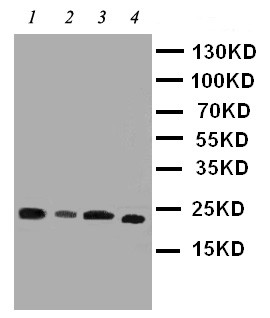 PEBP1 / RKIP Antibody - WB of PEBP1 / RKIP antibody. Lane 1: Rat Brain Tissue Lysate. Lane 2: Rat Lung Tissue Lysate. Lane 3: Rat Liver Tissue Lysate. Lane 4: HEPG2 Cell Lysate.