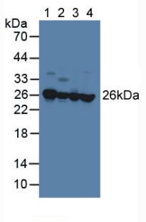 PEBP1 / RKIP Antibody - Western Blot; Sample: Lane1: Porcine Brain Tissue; Lane2: Porcine Liver Tissue; Lane3: Human Hela Cells; Lane4: Human A549 Cells.
