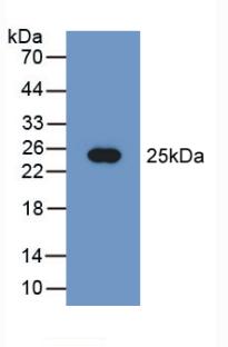 PEBP1 / RKIP Antibody - Western Blot; Sample: Recombinant PEBP1, Human.