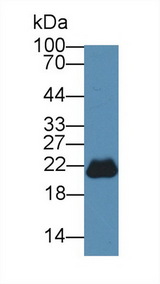 PEBP1 / RKIP Antibody - Western Blot; Sample: Mouse Cerebrum lysate; ;Primary Ab: 3µg/ml Rabbit Anti-Mouse PEBP1 Antibody;Second Ab: 0.2µg/mL HRP-Linked Caprine Anti-Rabbit IgG Polyclonal Antibody;