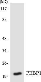 PEBP1 / RKIP Antibody - Western blot analysis of the lysates from HepG2 cells using PEBP1 antibody.