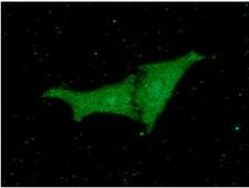 PEBP1 / RKIP Antibody - ICC/IF analysis of PEBP1 in HeLa cells line, monoclonal anti-human PEBP1 antibody (1:100) stained with goat anti-mouse IgG-Alexa fluor 488 conjugate (Green).