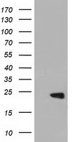 PEBP1 / RKIP Antibody - HEK293T cells were transfected with the pCMV6-ENTRY control (Left lane) or pCMV6-ENTRY PEBP1 (Right lane) cDNA for 48 hrs and lysed. Equivalent amounts of cell lysates (5 ug per lane) were separated by SDS-PAGE and immunoblotted with anti-PEBP1.