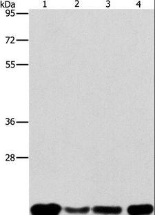 PEBP1 / RKIP Antibody - Western blot analysis of A549, K562, HeLa and hepG2 cell, using PEBP1 Polyclonal Antibody at dilution of 1:400.