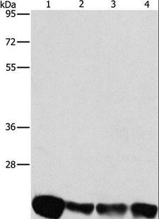 PEBP1 / RKIP Antibody - Western blot analysis of A549, K562, HeLa and hepG2 cell, using PEBP1 Polyclonal Antibody at dilution of 1:475.