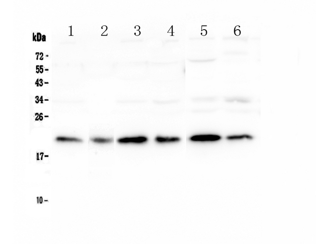 PEBP1 / RKIP Antibody - Western blot - Anti-PBP Picoband antibody