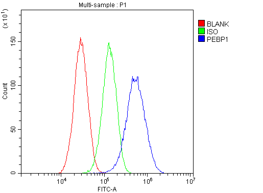 PEBP1 / RKIP Antibody - Flow Cytometry analysis of HepG2 cells using anti-PBP antibody. Overlay histogram showing HepG2 cells stained with anti-PBP antibody (Blue line). The cells were blocked with 10% normal goat serum. And then incubated with rabbit anti-PBP Antibody (1µg/10E6 cells) for 30 min at 20°C. DyLight®488 conjugated goat anti-rabbit IgG (5-10µg/10E6 cells) was used as secondary antibody for 30 minutes at 20°C. Isotype control antibody (Green line) was rabbit IgG (1µg/10E6 cells) used under the same conditions. Unlabelled sample (Red line) was also used as a control.