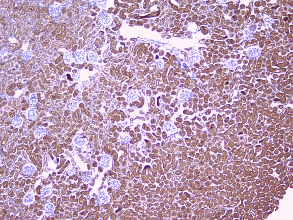 PEBP1 / RKIP Antibody - IHC analysis of PBP using anti-PBP antibody. PBP was detected in paraffin-embedded section of mouse kidney tissue. Heat mediated antigen retrieval was performed in citrate buffer (pH6, epitope retrieval solution) for 20 mins. The tissue section was blocked with 10% goat serum. The tissue section was then incubated with 1µg/ml rabbit anti-PBP Antibody overnight at 4°C. Biotinylated goat anti-rabbit IgG was used as secondary antibody and incubated for 30 minutes at 37°C. The tissue section was developed using Strepavidin-Biotin-Complex (SABC) with DAB as the chromogen.