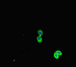 PEBP1 / RKIP Antibody - Immunofluorescent analysis of HepG2 cells diluted at 1:100 and Alexa Fluor 488-congugated AffiniPure Goat Anti-Rabbit IgG(H+L)