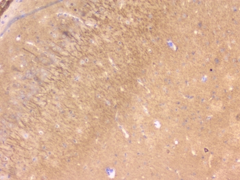 PEBP1 / RKIP Antibody - IHC testing of FFPE mouse brain with RKIP antibody at 1ug/ml. HIER: boil tissue sections in pH6, 10mM citrate buffer, for 10-20 min followed by cooling at RT for 20 min.