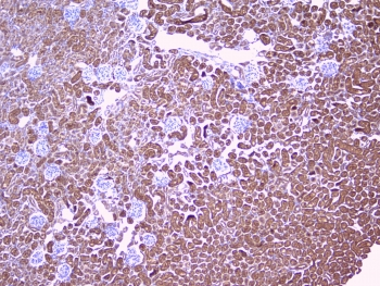PEBP1 / RKIP Antibody - IHC testing of FFPE mouse kidney with RKIP antibody at 1ug/ml. HIER: boil tissue sections in pH6, 10mM citrate buffer, for 10-20 min followed by cooling at RT for 20 min.