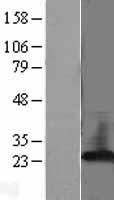 PEBP1 / RKIP Protein - Western validation with an anti-DDK antibody * L: Control HEK293 lysate R: Over-expression lysate