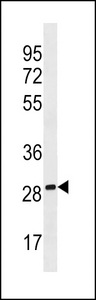 PEBP4 Antibody - PEBP4 Antibody western blot of A549 cell line lysates (35 ug/lane). The PEBP4 antibody detected the PEBP4 protein (arrow).