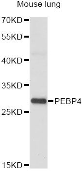 PEBP4 Antibody - Western blot analysis of extracts of mouse lung, using PEBP4 antibody at 1:1000 dilution. The secondary antibody used was an HRP Goat Anti-Rabbit IgG (H+L) at 1:10000 dilution. Lysates were loaded 25ug per lane and 3% nonfat dry milk in TBST was used for blocking. An ECL Kit was used for detection and the exposure time was 30s.