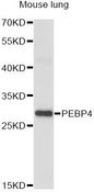 PEBP4 Antibody - Western blot analysis of extracts of mouse lung, using PEBP4 antibody at 1:1000 dilution. The secondary antibody used was an HRP Goat Anti-Rabbit IgG (H+L) at 1:10000 dilution. Lysates were loaded 25ug per lane and 3% nonfat dry milk in TBST was used for blocking. An ECL Kit was used for detection and the exposure time was 30s.