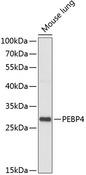 PEBP4 Antibody - Western blot analysis of extracts of mouse lung using PEBP4 Polyclonal Antibody at dilution of 1:1000.