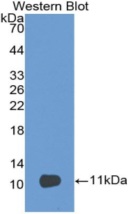 PECAM-1 / CD31 Antibody - Western blot of recombinant PECAM-1 / CD31.