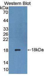 PECAM-1 / CD31 Antibody - Western Blot; Sample: Recombinant protein.