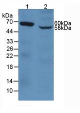 PECAM-1 / CD31 Antibody - Western Blot; Sample: Lane1: Human A549 Cells; Lane2: Human Jurkat Cells.