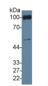 PECAM-1 / CD31 Antibody - Western Blot; Sample: Mouse Blood Cells lysate; Primary Ab: 4µg/ml Rabbit Anti-Mouse PECAM1 Antibody Second Ab: 0.2µg/mL HRP-Linked Caprine Anti-Rabbit IgG Polyclonal Antibody