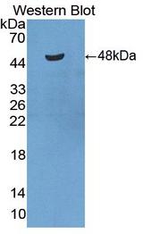 PECAM-1 / CD31 Antibody - Western Blot; Sample: Recombinant protein.